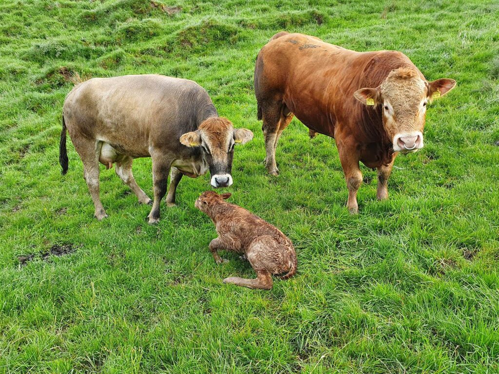 Kalberweidli Bauernhof Kalb Kuh Stier